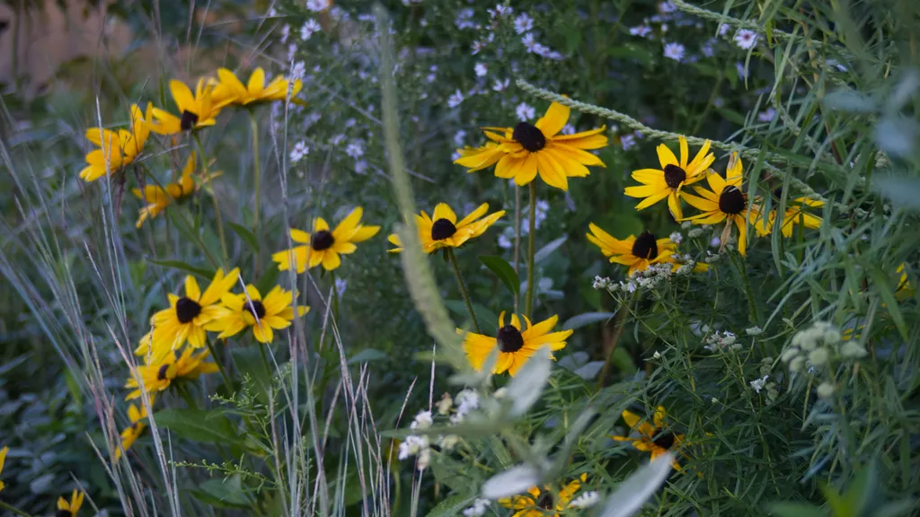 Black-eyed Susans bloom through a layered mid-September planting of heart-leaved aster, Virginia mountain mint, hoary vervain and little bluestem.