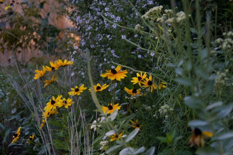 Black-eyed Susans bloom through a layered mid-September planting of heart-leaved aster, Virginia mountain mint, hoary vervain and little bluestem.