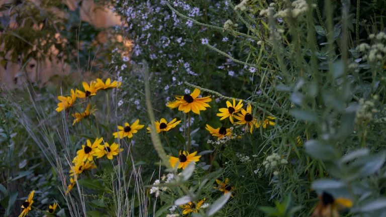 Black-eyed Susans bloom through a layered mid-September planting of heart-leaved aster, Virginia mountain mint, hoary vervain and little bluestem.