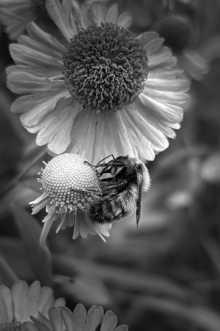 A black-and-white close-up of a bumblebee feeding on common sneezeweed.