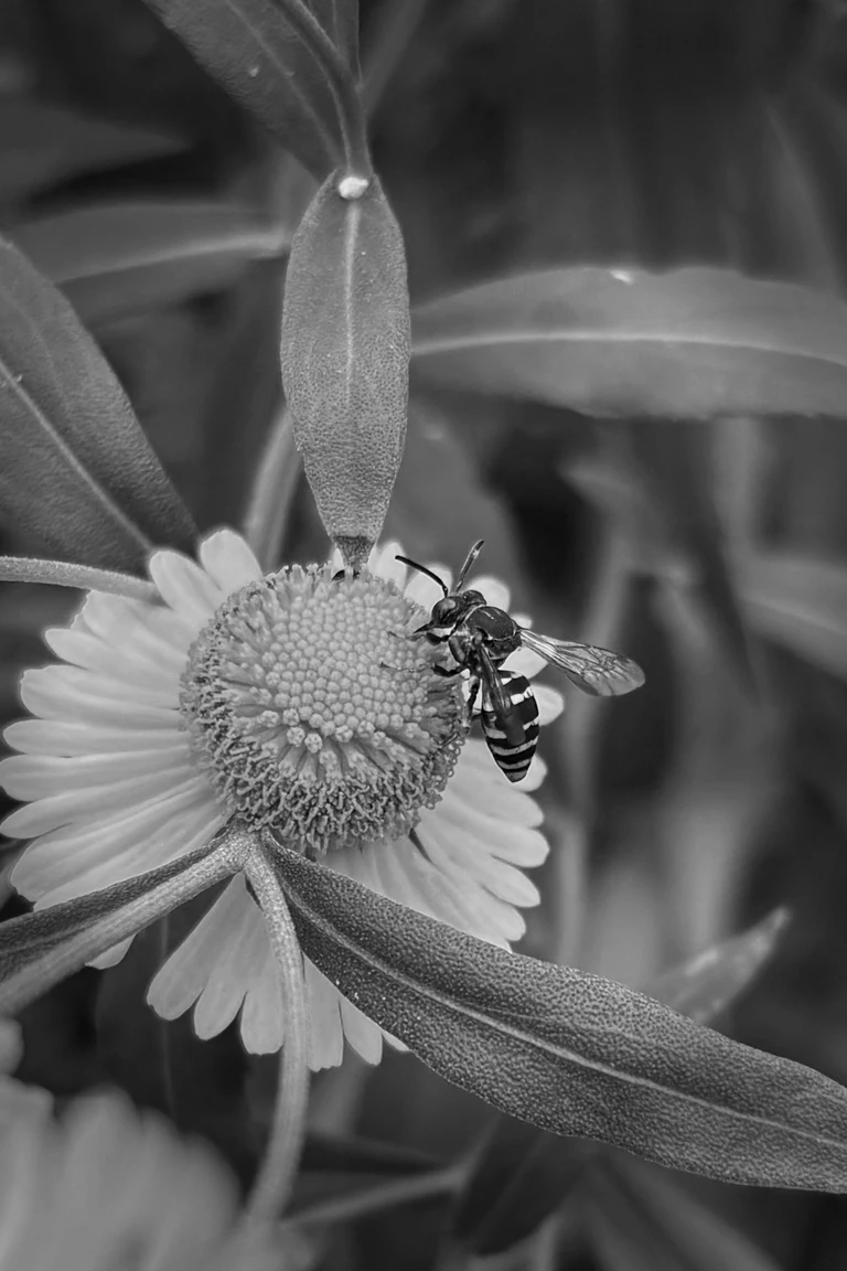 Black-and-white close-up of an Epeolina bee on a common sneezeweed flower.