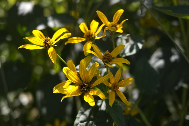 Yellow false sunflower blooms catch the September light, their bright petals standing out against the darker green garden behind them.