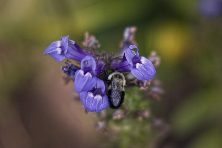 A bumble bee feeds from the violet-blue flowers of great blue lobelia in the mid-September garden.