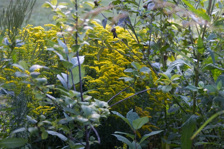 Grey goldenrod blooms in dense golden-yellow clusters among layered green foliage in a mid-September garden.