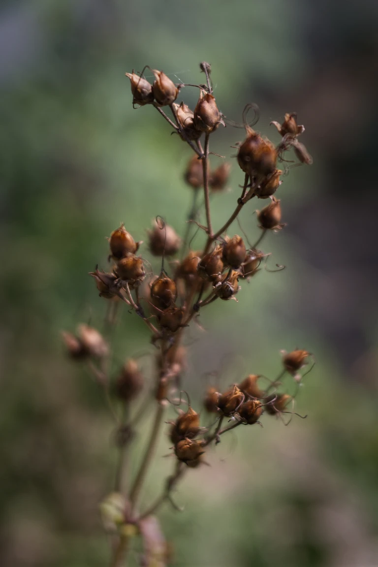 Brown seed capsules of hairy beardtongue stand on slender stems in the mid-September garden.
