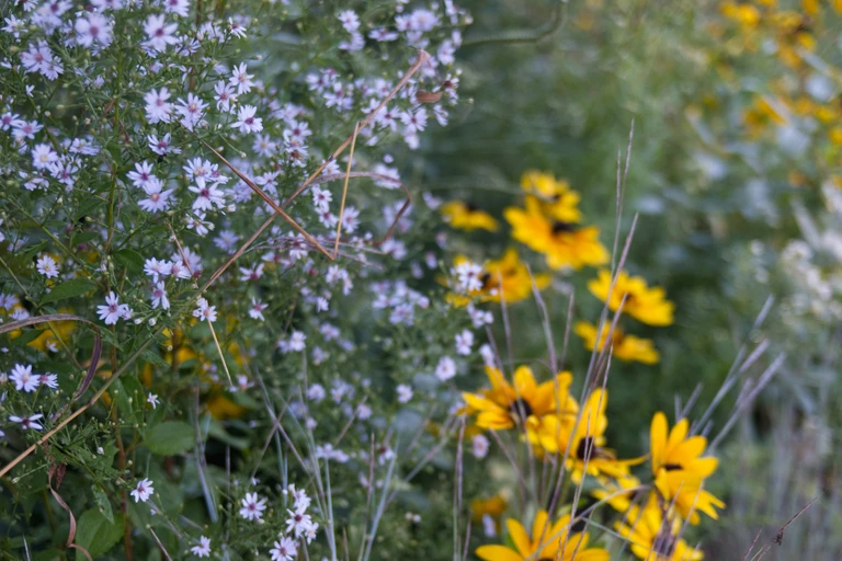 Pale blue heart-leaved asters mingle with yellow black-eyed Susans and tall, fine autumn grasses in the mid-September garden.