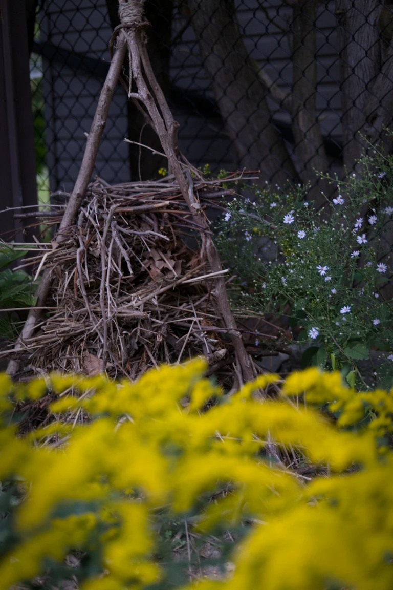 Heart-leaved asters bloom beside a small brush pile habitat, with grey goldenrod blurred in the foreground and zig-zag goldenrod behind.