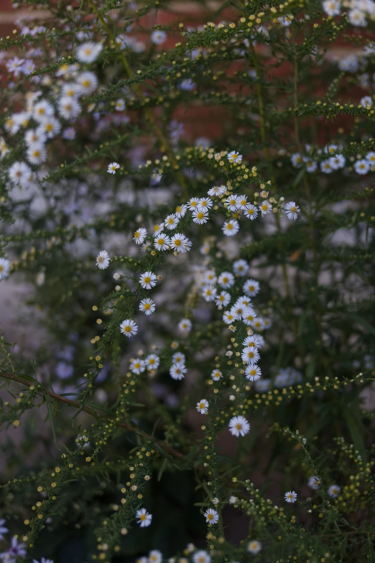 Heath aster in flower in the mid-September garden, with small white blooms scattered along fine branching stems against a warm brick background.