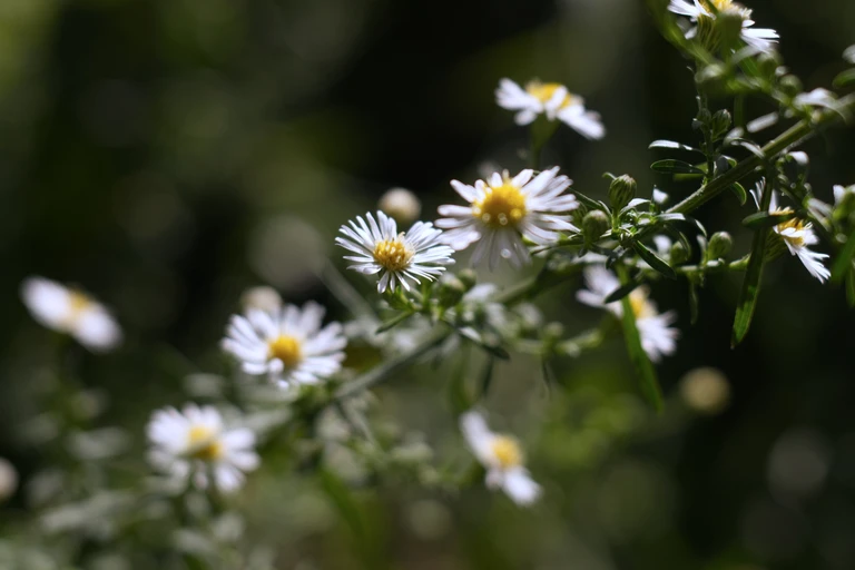 Small white heath aster flowers catch the low September light against deep green foliage in the late-season garden.