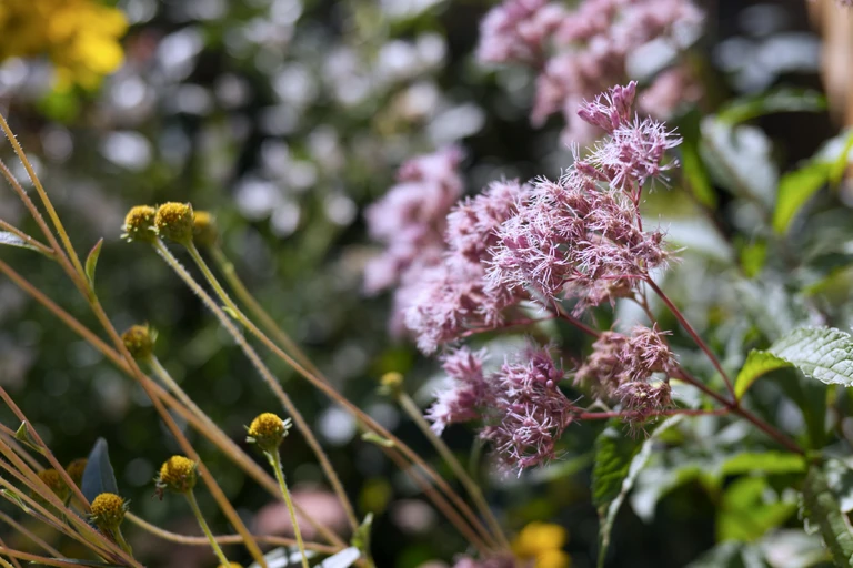 Pink Joe-Pye weed blooms beside the rounded seedheads of western sunflower, catching the warm September light in the late-season garden.