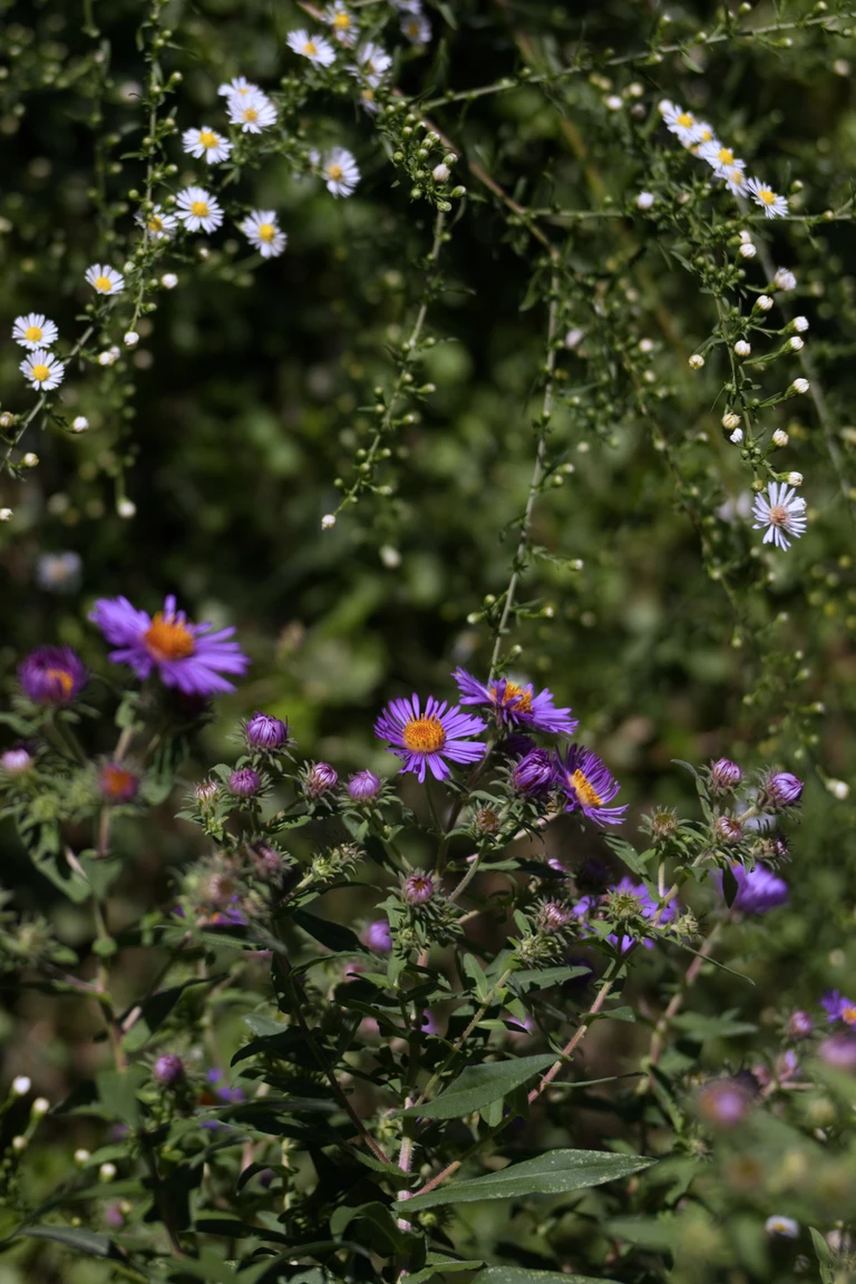 Purple New England asters bloom beneath arching stems of pale heath aster in the background.