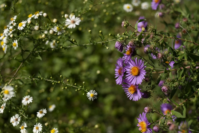 Purple New England asters bloom among white heath asters in a layered September garden.