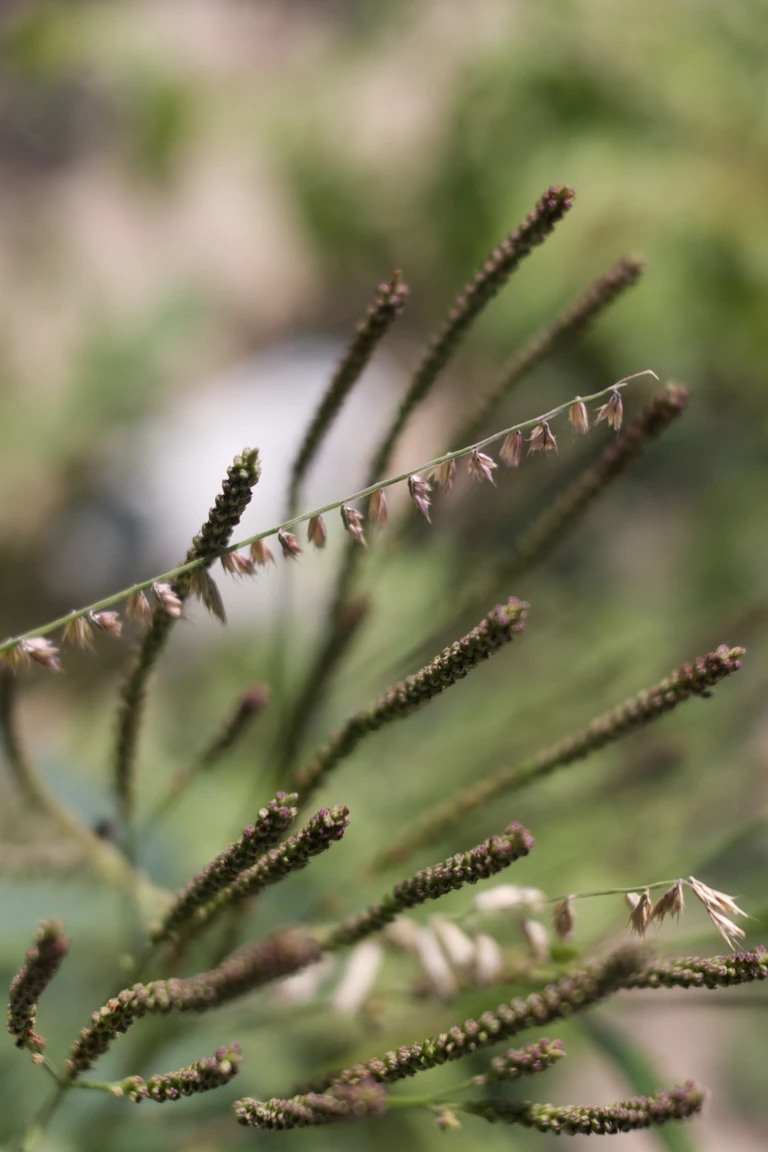 Sideoats grama and the seedheads of blue vervain cross through one another in the mid-September garden, catching the softer textures of the season.