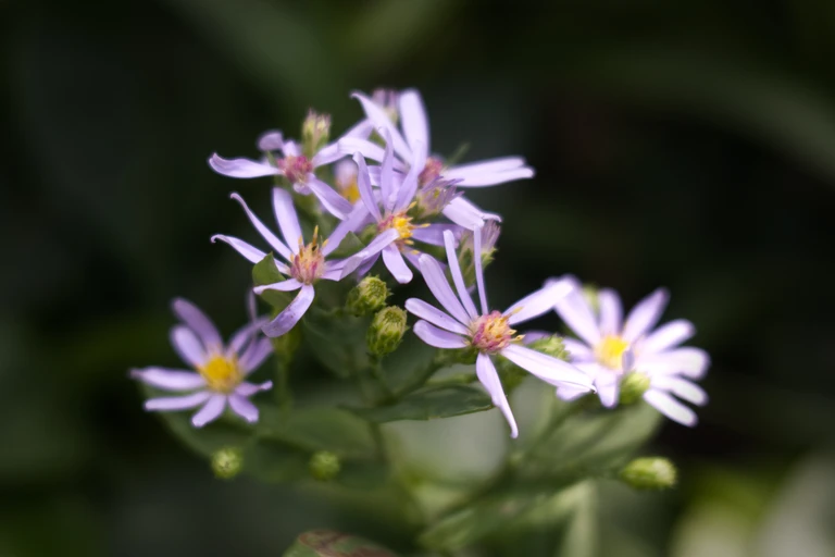 Close-up of pale lavender-blue sky-blue aster flowers against a dark green background.