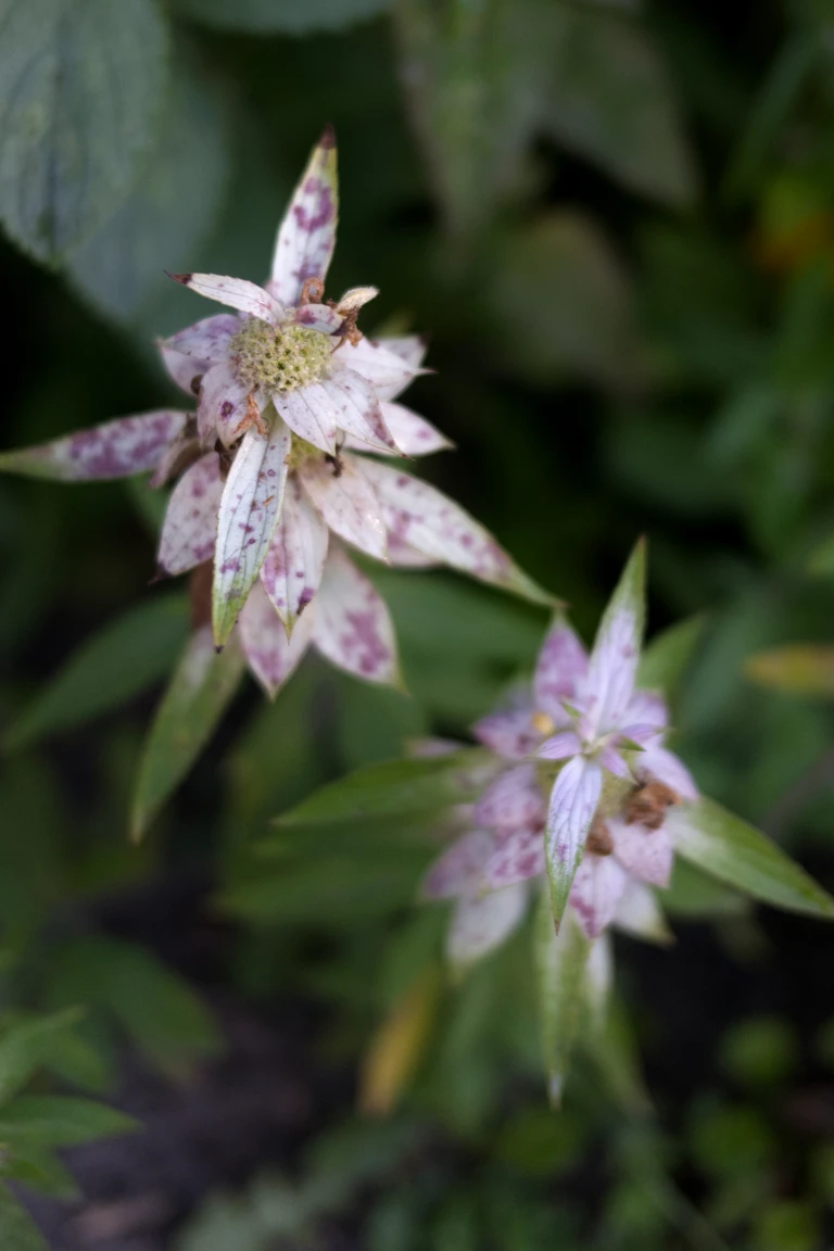 Spotted beebalm shows pale cream bracts washed and speckled with pink and purple above green foliage in the mid-September garden.