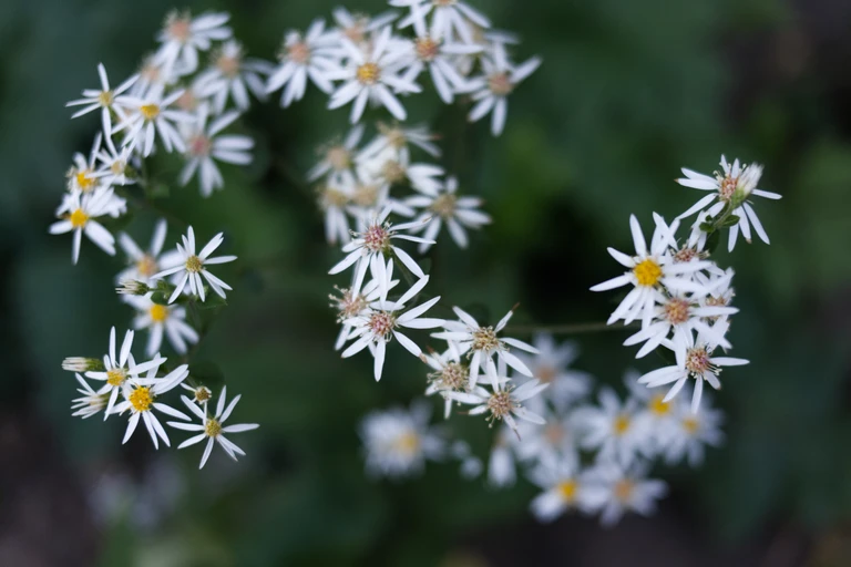 White wood aster blooms against dark green foliage in a shaded garden.