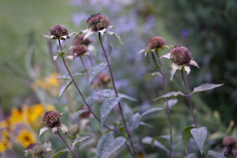 Wild bergamot seedheads rise on dark stems through the mid-September garden, with soft blue and yellow flowers fading into the background.