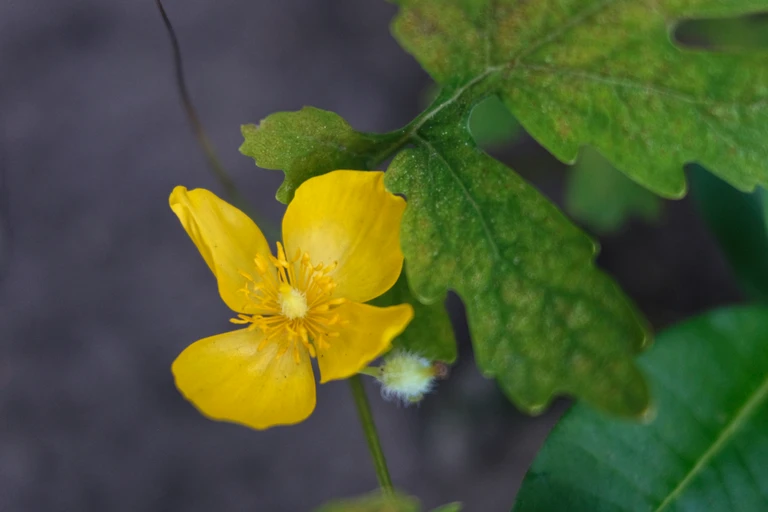 A yellow wood poppy flower opens beside its deeply lobed green leaves in the September garden.