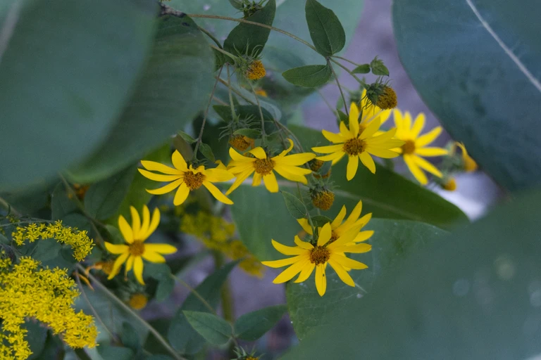 Yellow woodland sunflowers bloom among broad common milkweed leaves, with grey goldenrod flowering at the lower left.