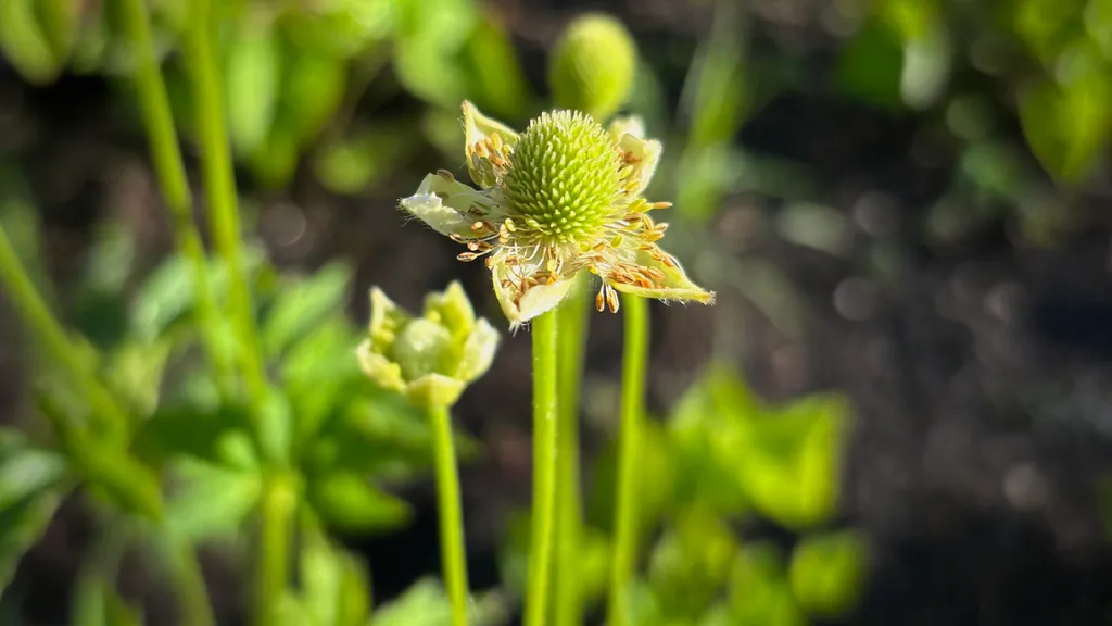 Tall anemone flower going to seed, with green stems and leaves softly blurred in the background.