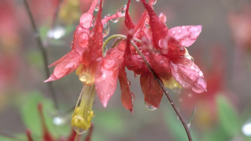 Red petals of aquilegia canadensis wet from the rain.