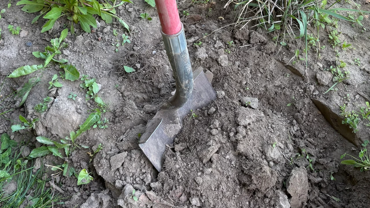 A garden spade digging into dry sandy soil among young plants in a suburban garden.