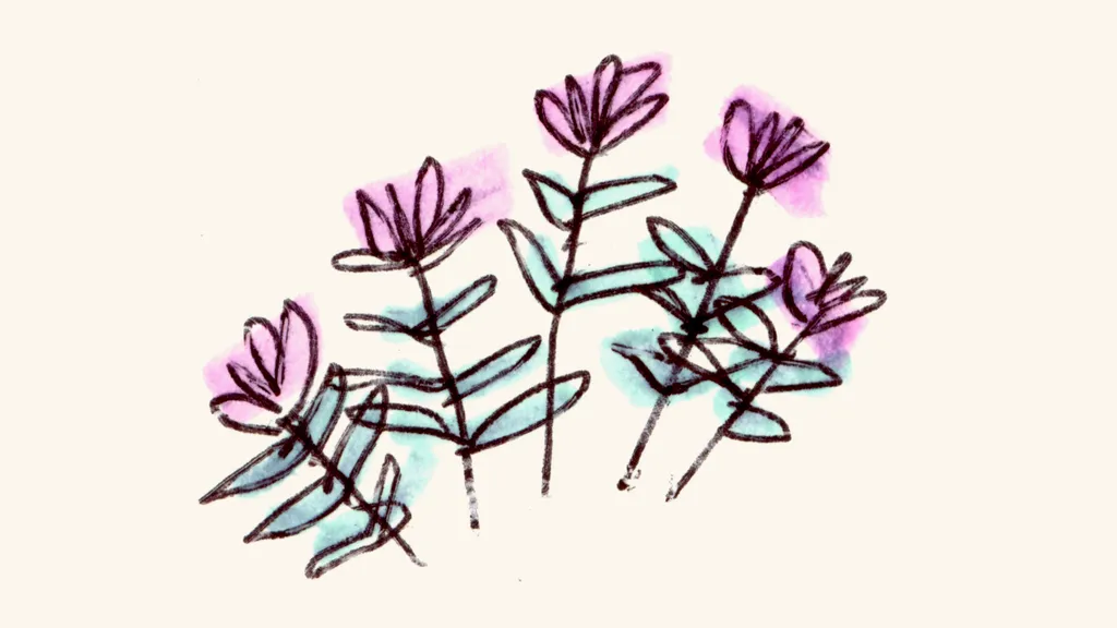 Placeholder image for a native plant profile.