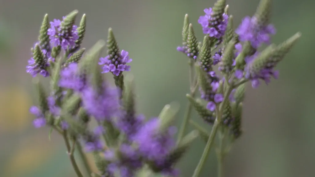 Blue vervain nodding in the warm dusk: slender wands hold finger‑tip clusters of indigo‑violet flowers, each tiny floret pricking open along the spike like scattered stars, giving the whole plant a restless, shimmering poise against the soft green blur of evening.
