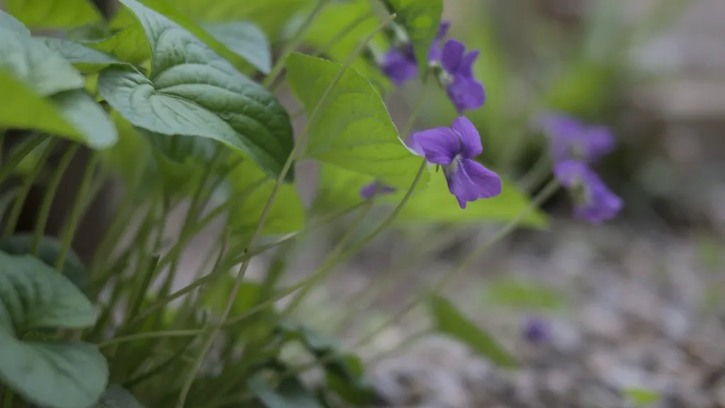 Close-up of Viola sororia (Common Blue Violet) with heart-shaped green leaves and small purple flowers growing among gravel and sand in a shaded garden pathway.